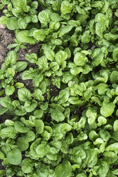 Spinat pflücken im heimischen Garten — Stockfoto