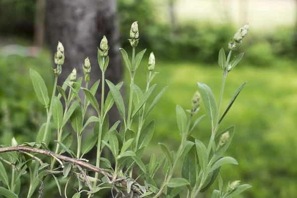 Salvia in een huis-Tuin — Stockfoto