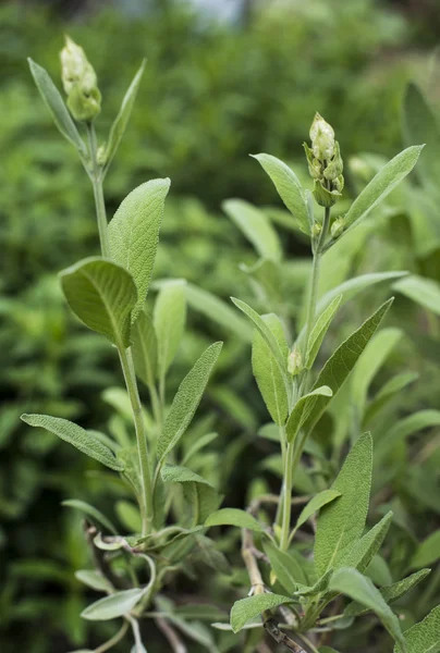 Salvia en un jardín casero — Foto de Stock