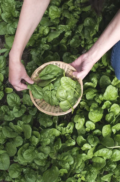 Raccolta di spinaci in un giardino di casa — Foto Stock