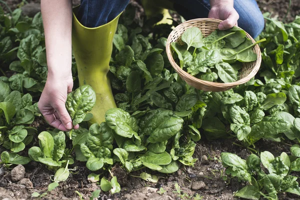 Picking spinach in a home garden — Stock Photo, Image