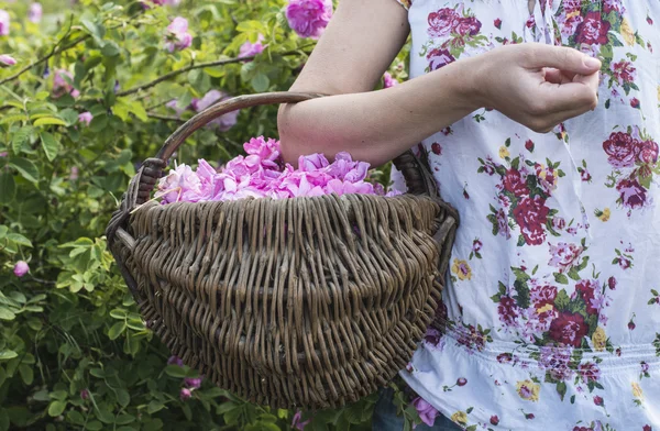 Mujer recogiendo el color de las rosas oleaginosas —  Fotos de Stock