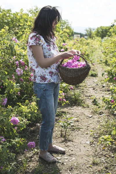 Kobieta, wybierając kolor róż oleistego — Zdjęcie stockowe