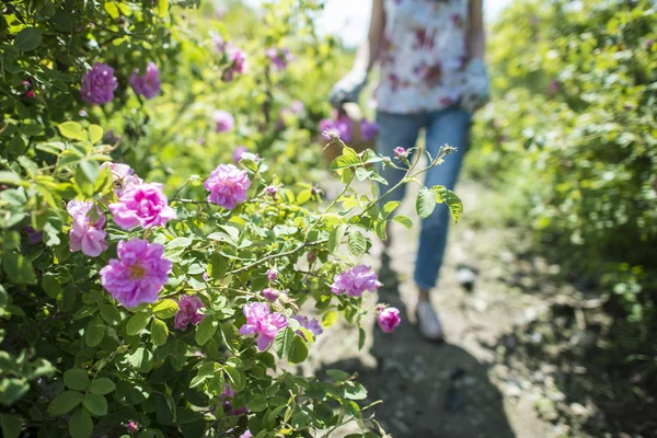 Женщина собирает цвет масличных роз — стоковое фото