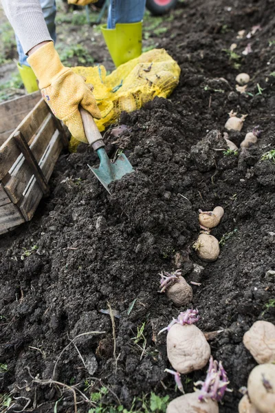 Mulher plantando batatas — Fotografia de Stock