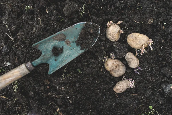 Посадка картошки в маленьком био-саду — стоковое фото