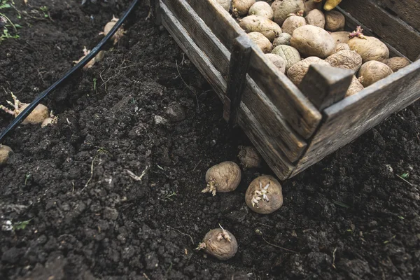 Plantando batatas em pequeno jardim bio — Fotografia de Stock