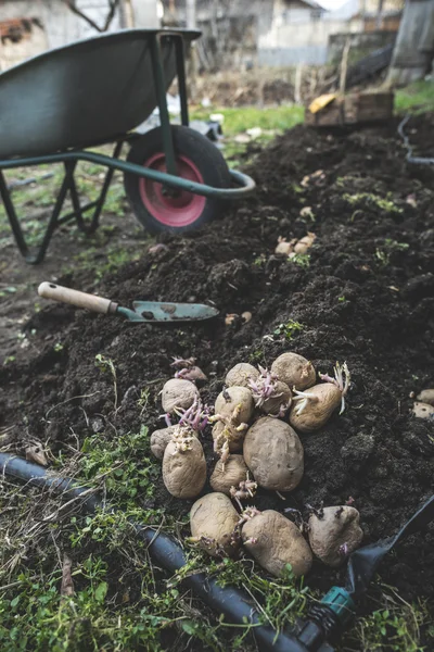 Plantando batatas em pequeno jardim bio — Fotografia de Stock