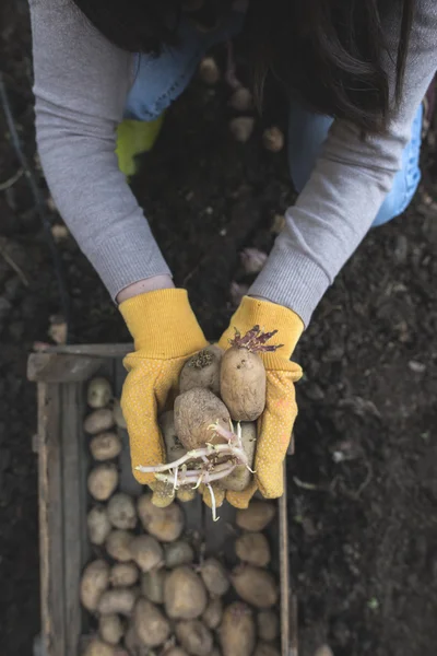 Kobieta sadzenia ziemniaków — Zdjęcie stockowe