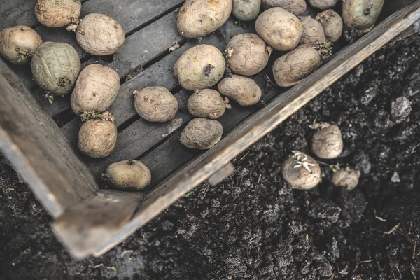 Piantare patate in un piccolo orto biologico — Foto Stock