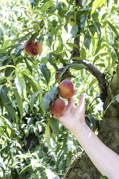 女性収穫桃のバスケット. — ストック写真