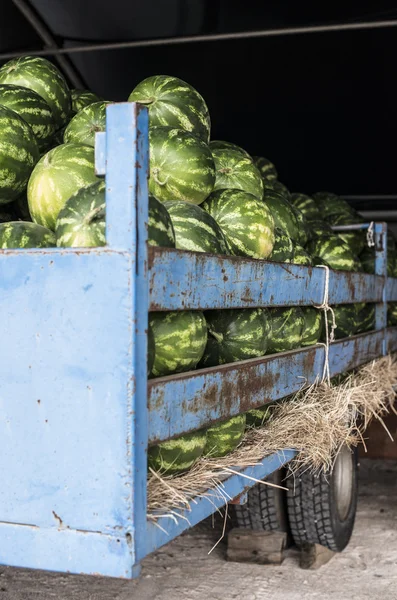 Vattenmeloner i trailer för traktor — Stockfoto