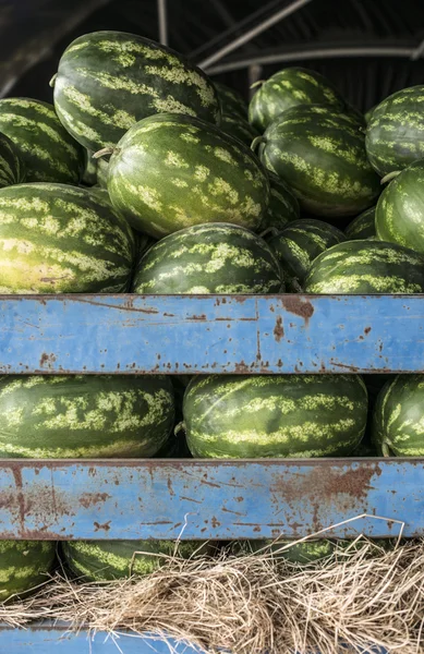 Melouny v přívěsu traktoru — Stock fotografie