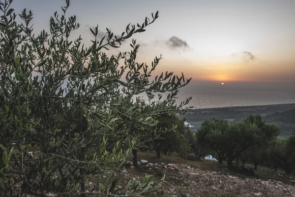 Olive trees, sea and sunset. — Stock Photo, Image