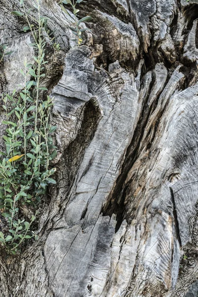 オリーブの木の皮 — ストック写真