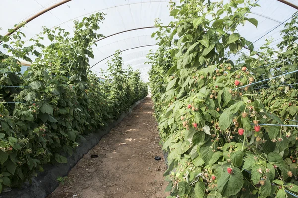 Raspberry plantation in greenhouse — Stock Photo, Image