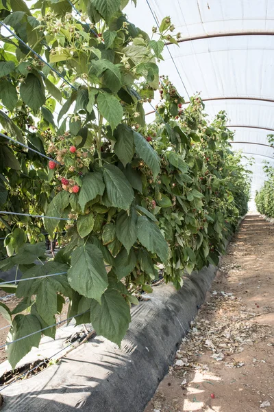 Raspberry plantation in greenhouse — Stock Photo, Image
