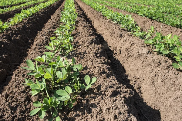 Plantación de cacahuetes jóvenes — Foto de Stock