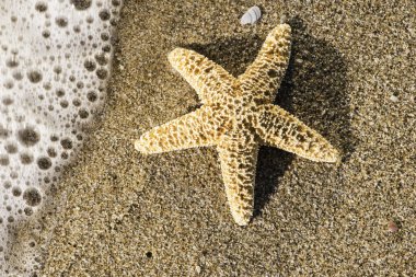 güzel plajı ile deniz yıldızı 