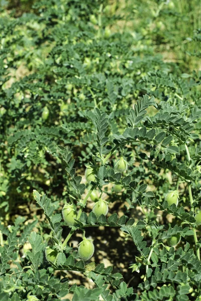 Grüne Kichererbsenplantage — Stockfoto