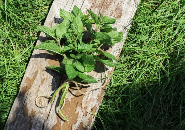 Paquete de menta en madera — Foto de Stock