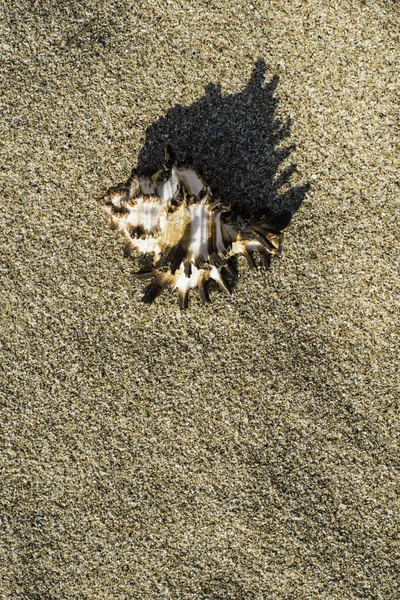 Muschel am Strand im Sonnenlicht — Stockfoto