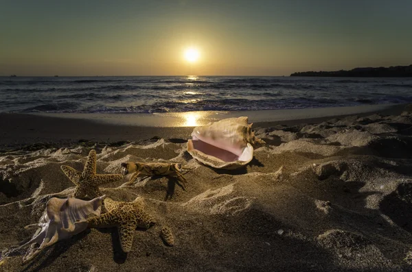 Beach with starfishes and shells — Stock Photo, Image