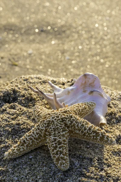 Strand mit Seesternen und Muscheln — Stockfoto