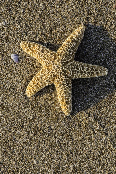 Красивый пляж с морской звездой — стоковое фото