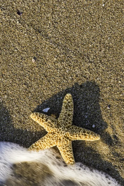 Beautiful beach with starfish — Stock Photo, Image