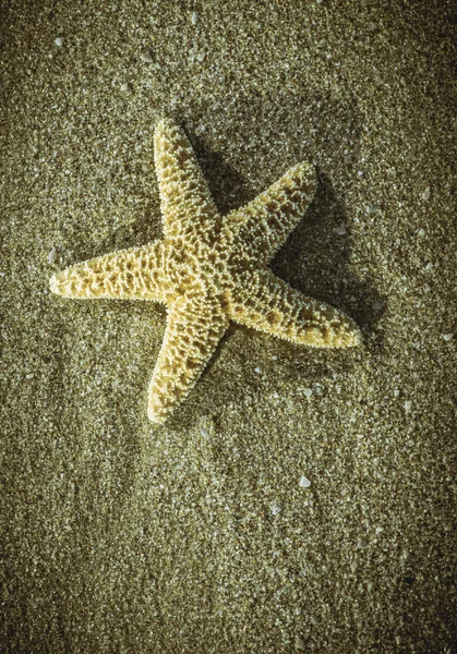 Beautiful beach with starfish — Stock Photo, Image