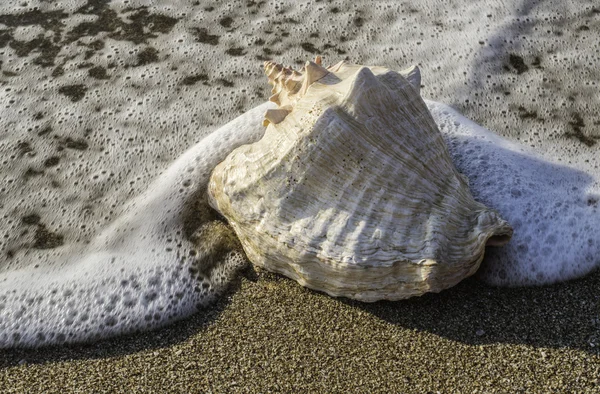 Shell on beach in sun light — Stock Photo, Image