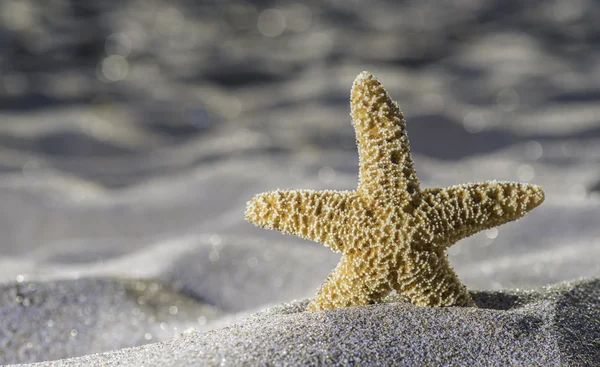 Starfish on beach during sunrise — Stock Photo, Image