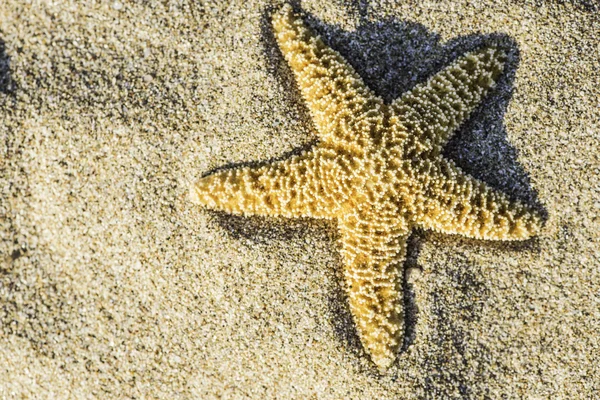 Starfish on beach during sunrise — Stock Photo, Image