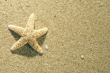 Gündoğumu sırasında sahilde deniz yıldızı