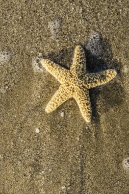 Gündoğumu sırasında sahilde deniz yıldızı