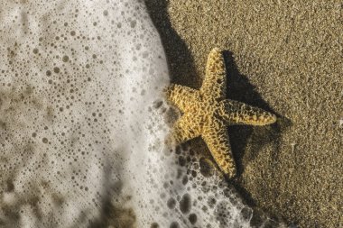 İçinde dalgalar deniz deniz yıldızı 
