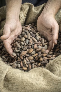 Kakao çekirdeği holding eller