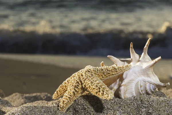 Shell and starfish on beach — Stock Photo, Image