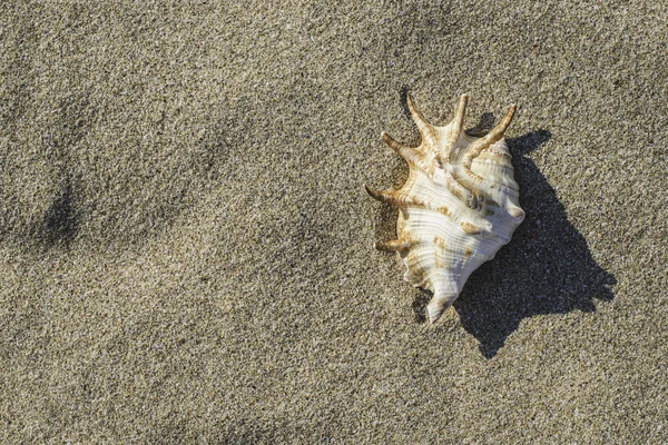 Muschel am Strand im Sonnenlicht — Stockfoto