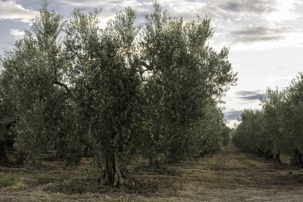 Oliveiras em Grecia — Fotografia de Stock