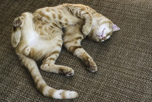 Gato dormindo feliz — Fotografia de Stock