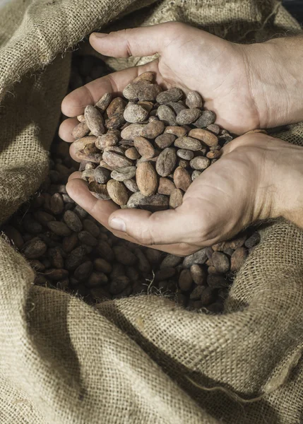 Hands holding cocoa beans — Stock Photo, Image