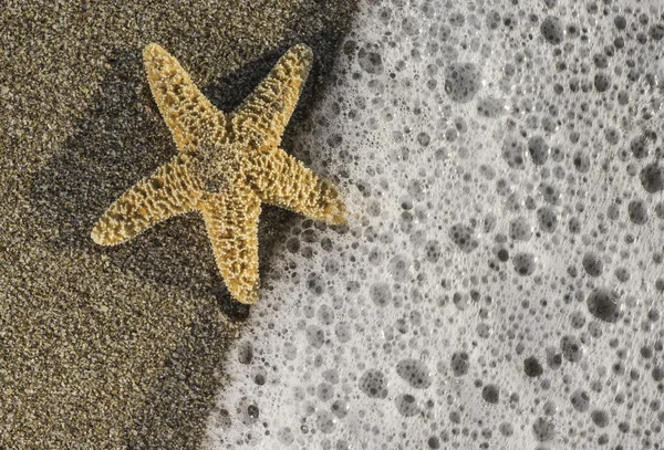 Starfish in sea waves — Stock Photo, Image