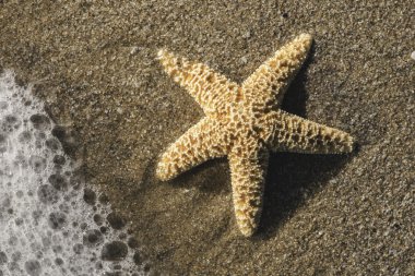 İçinde dalgalar deniz deniz yıldızı 