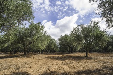 saç ekimi yapılan zeytin ağaçları