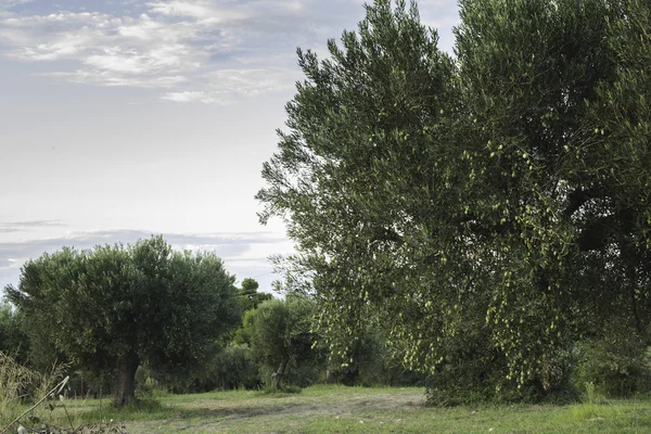 Olive branches on foreground — Stock Photo, Image