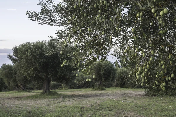 Olive branches on foreground — Stock Photo, Image