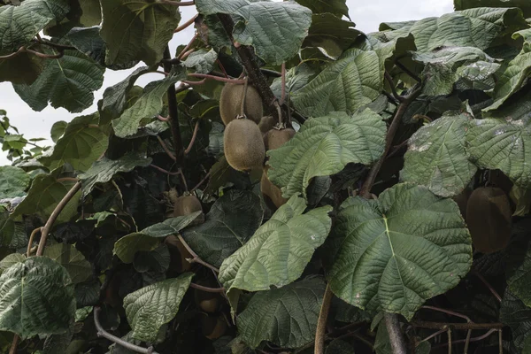 Kiwi plantation grödor — Stockfoto