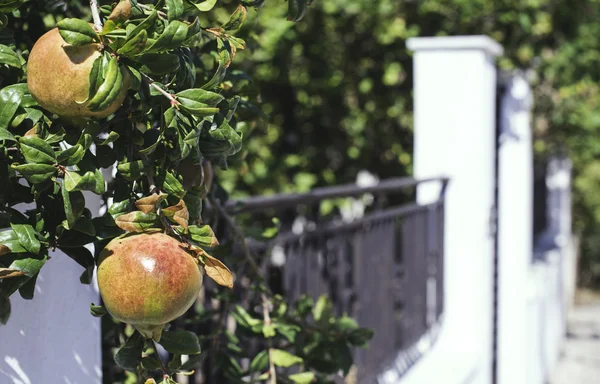 Pomegranate tree with fruits — Stock Photo, Image